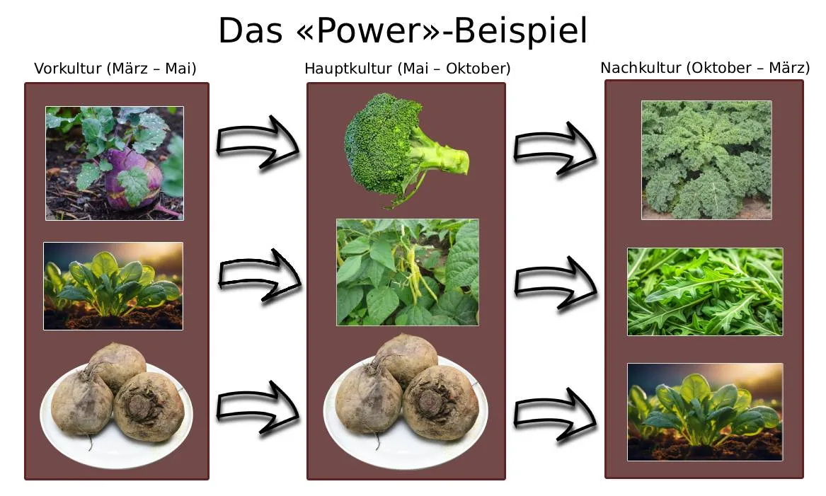 Die Bohnen in diesem Beispiel binden Stickstoff im Boden und helfen dem Brokkoli, besser zu wachsen. Die Grafik zeigt ein Beispiel, wie man das Beet durch Fruchtfolge das ganze Jahr besetzt halten kann.